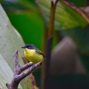 Common Tody-flycatcher