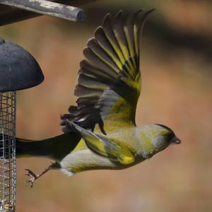 European Greenfinch