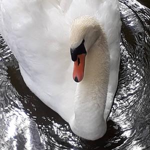 Mute Swan