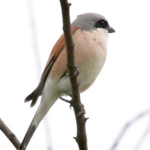 Red-backed Shrike