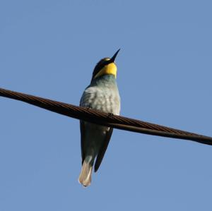 European Bee-eater