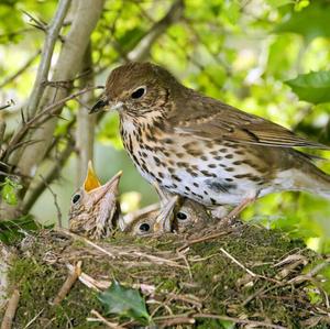 Song Thrush