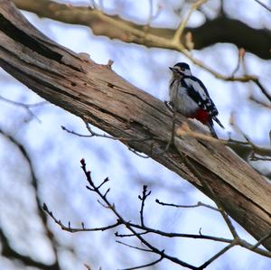 Great Spotted Woodpecker