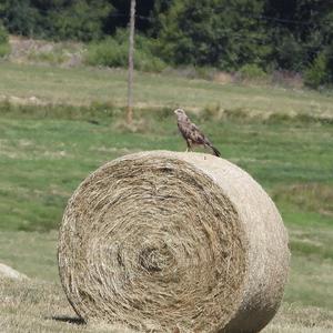 Red Kite