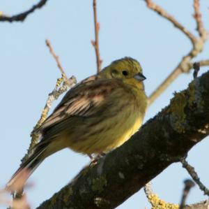 Yellowhammer