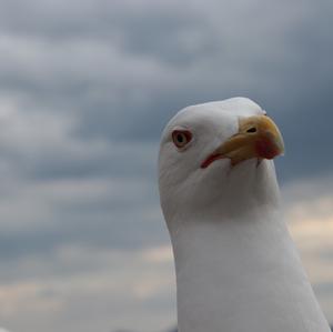 Herring Gull