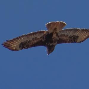 Common Buzzard