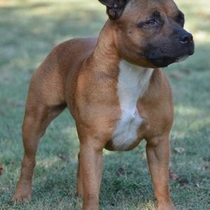 Staffordshire Bullterrier