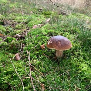 King Bolete