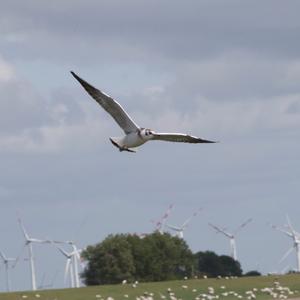 Black-headed Gull