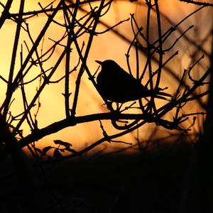 Eurasian Blackbird