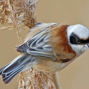 Eurasian Penduline-tit