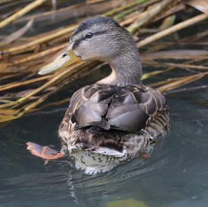 Mallard