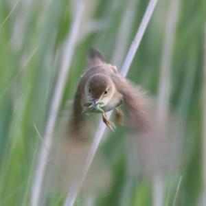 Eurasian Reed-warbler