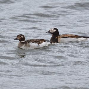 Long-tailed Duck