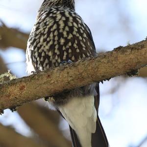 Spotted Nutcracker