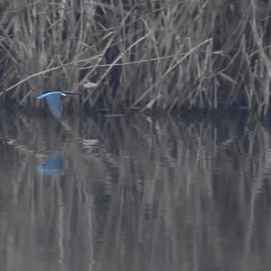 Common Kingfisher