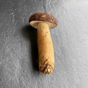 Bay Bolete