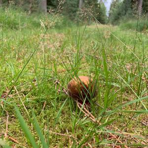 Dotted-stem Bolete