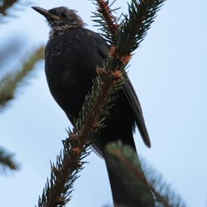 Eurasian Blackbird