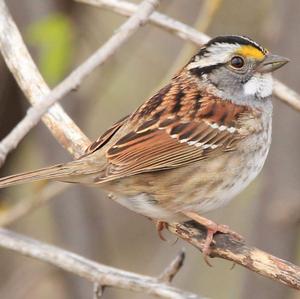 White-throated Sparrow