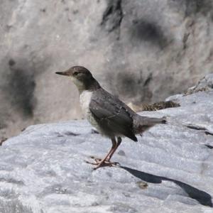 White-throated Dipper