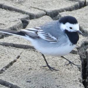 White Wagtail