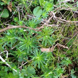 Lady's Bedstraw