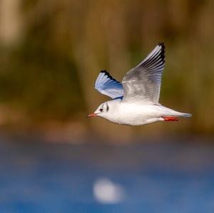 Black-headed Gull