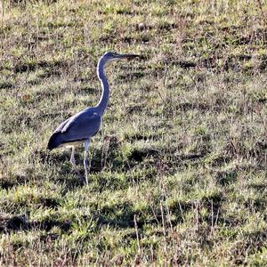 Grey Heron