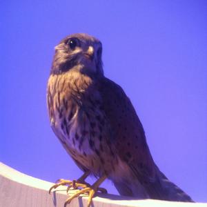 Common Kestrel