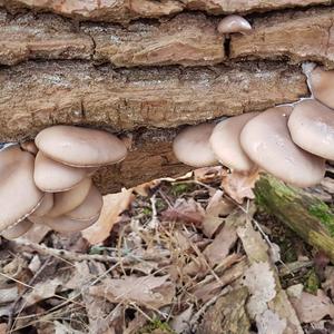 Oyster Mushroom