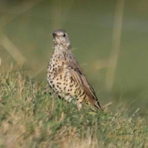 Mistle Thrush