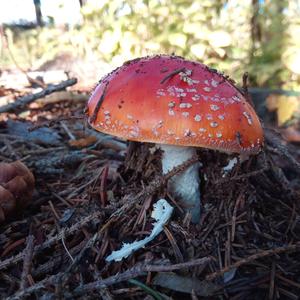 Fly Agaric