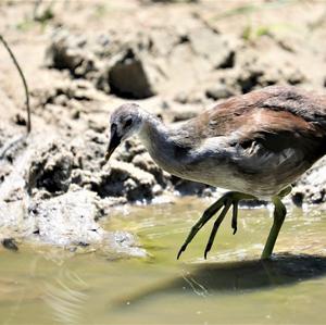 Common Moorhen