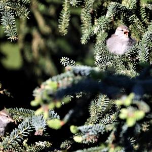 House Sparrow