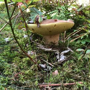 Bay Bolete