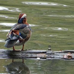 Mandarin Duck