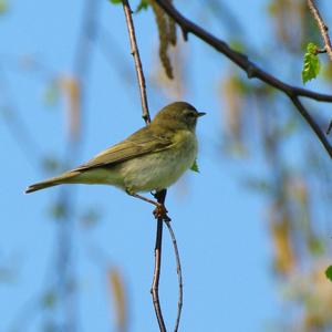 Common Chiffchaff