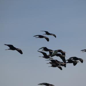 Glossy Ibis