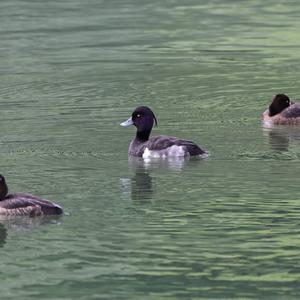 Tufted Duck