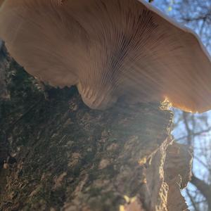 Oyster Mushroom