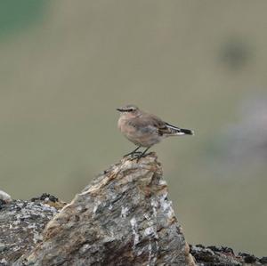 Northern Wheatear