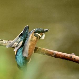 Common Kingfisher