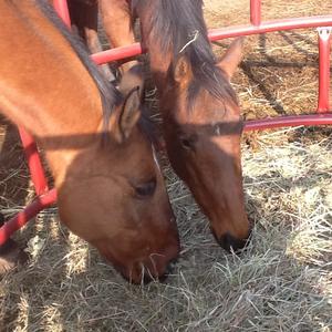 American Quarter Horse