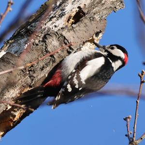 Great Spotted Woodpecker