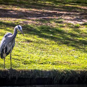 Grey Heron