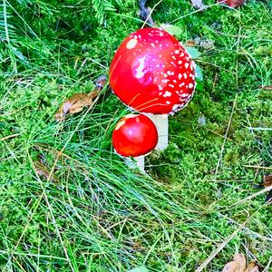 Fly Agaric