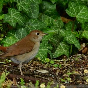 Common Nightingale