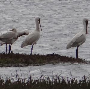 Eurasian Spoonbill